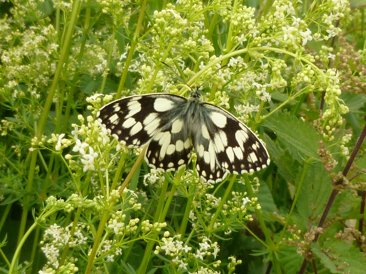 butterfly chess board free pictures free photo