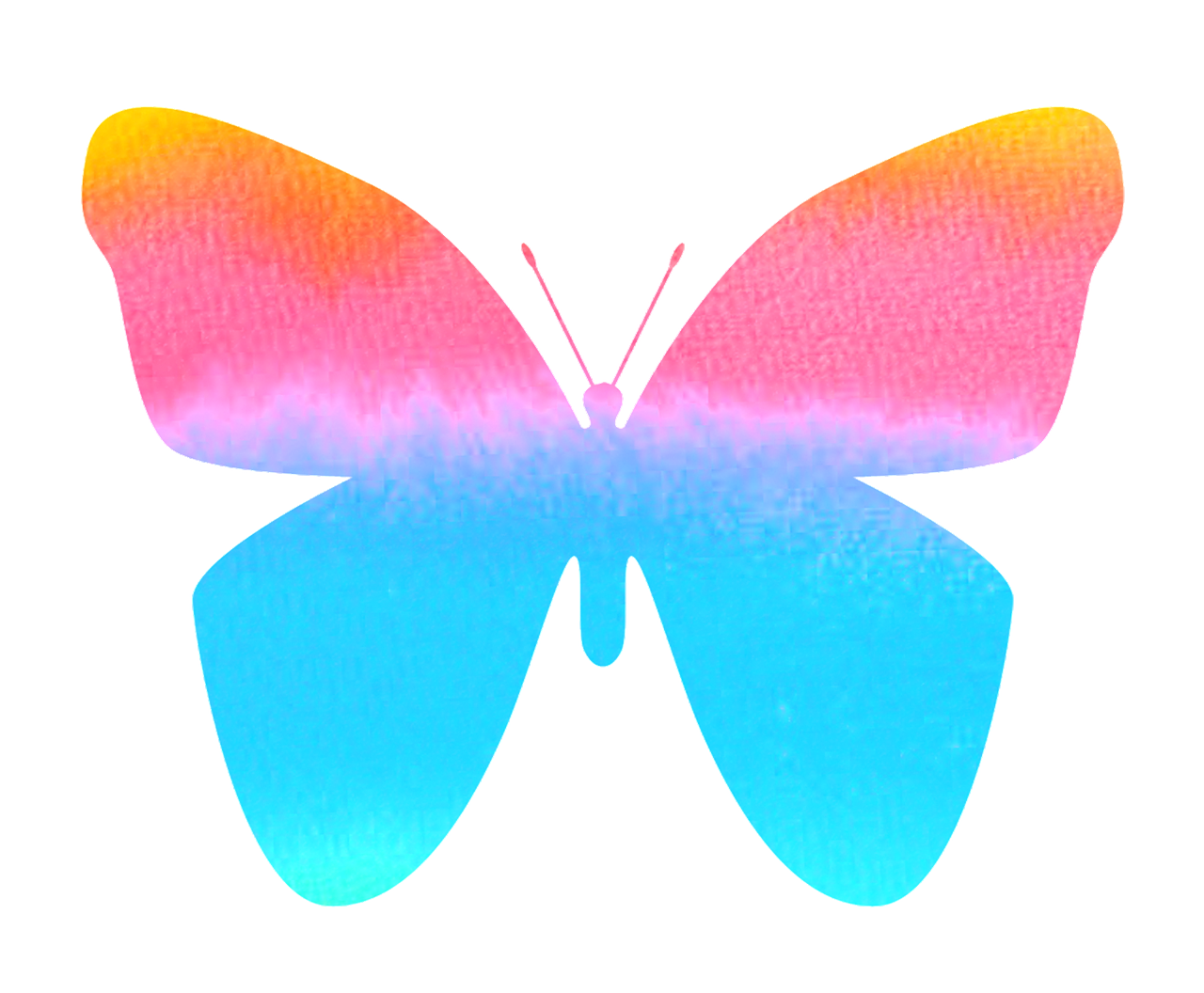 butterfly color colorful free photo