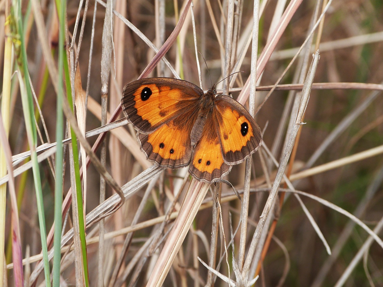 butterfly insect animal free photo