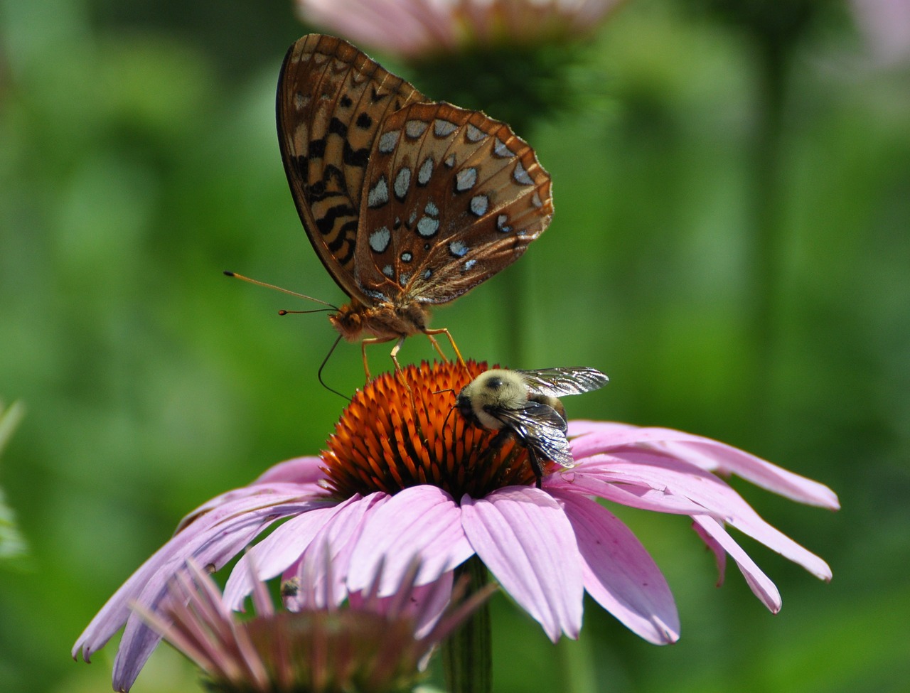 butterfly flower nature free photo