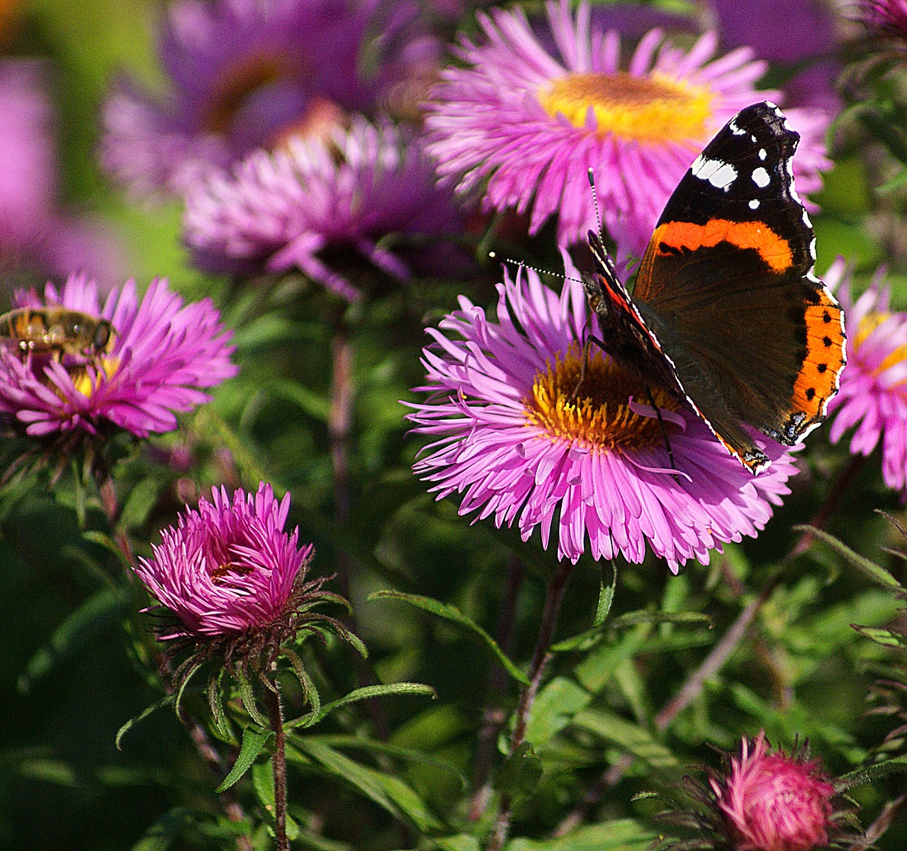 butterfly fair admiral flowers free photo