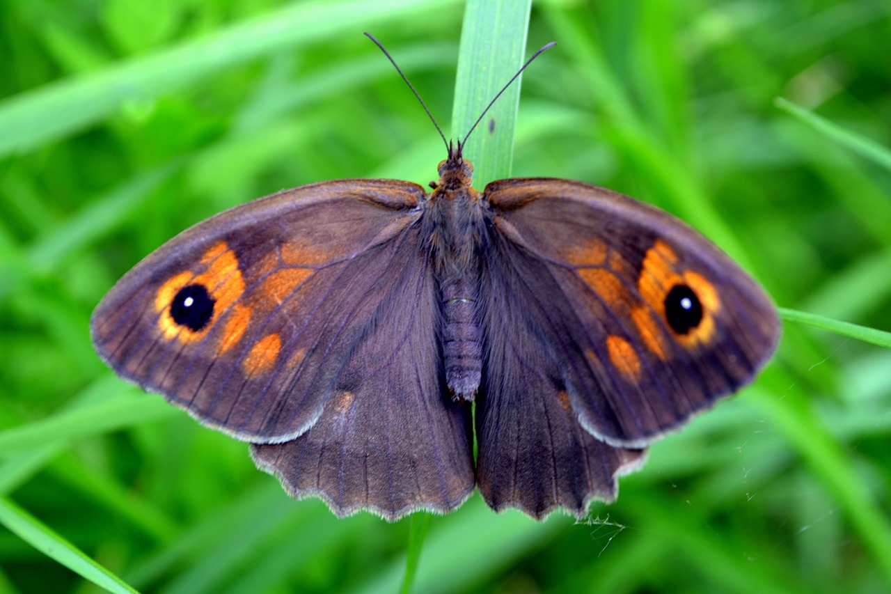 butterfly insecta grass free photo