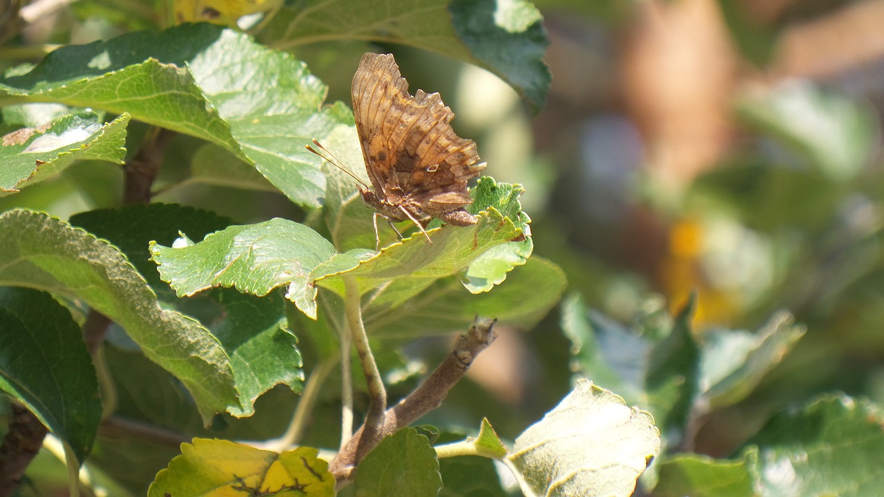 butterfly insect close free photo