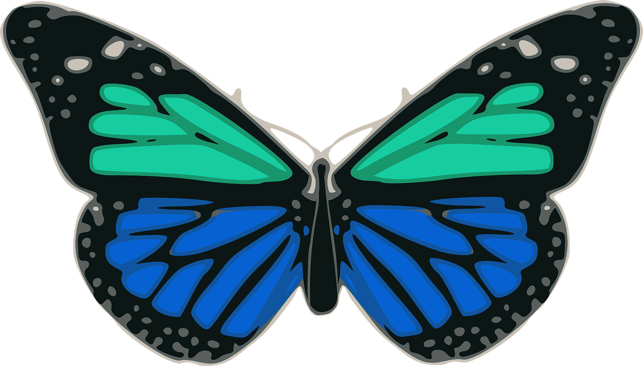 butterfly blue turquoise free photo