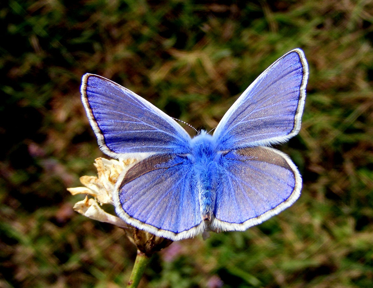 butterfly blue flower free photo