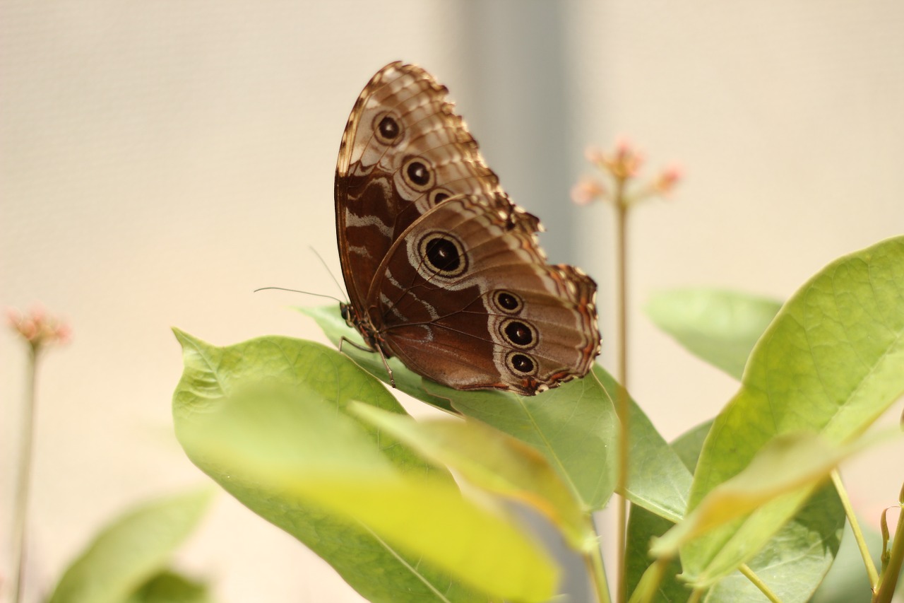 butterfly insect brown free photo