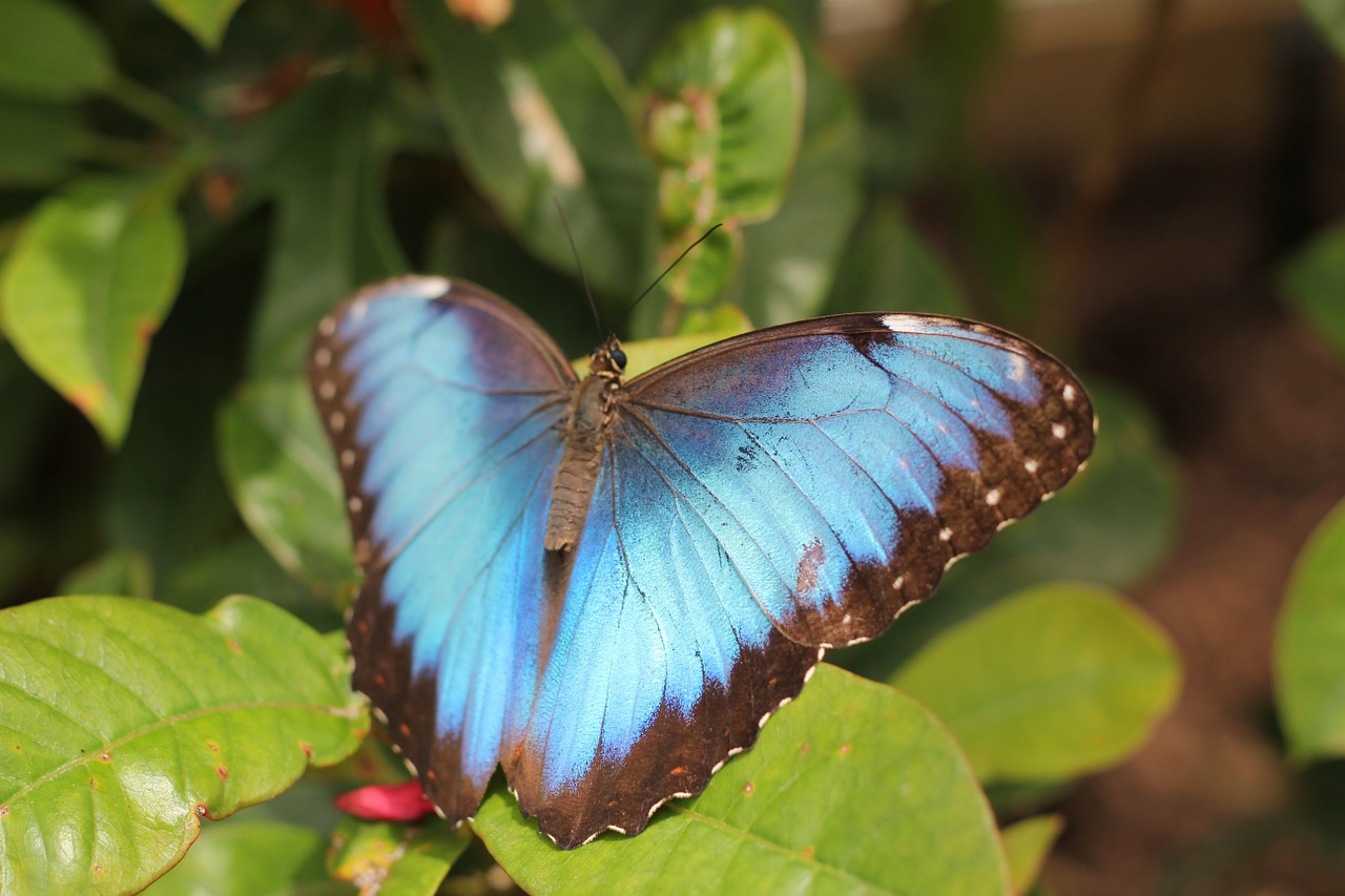 butterfly flower green free photo