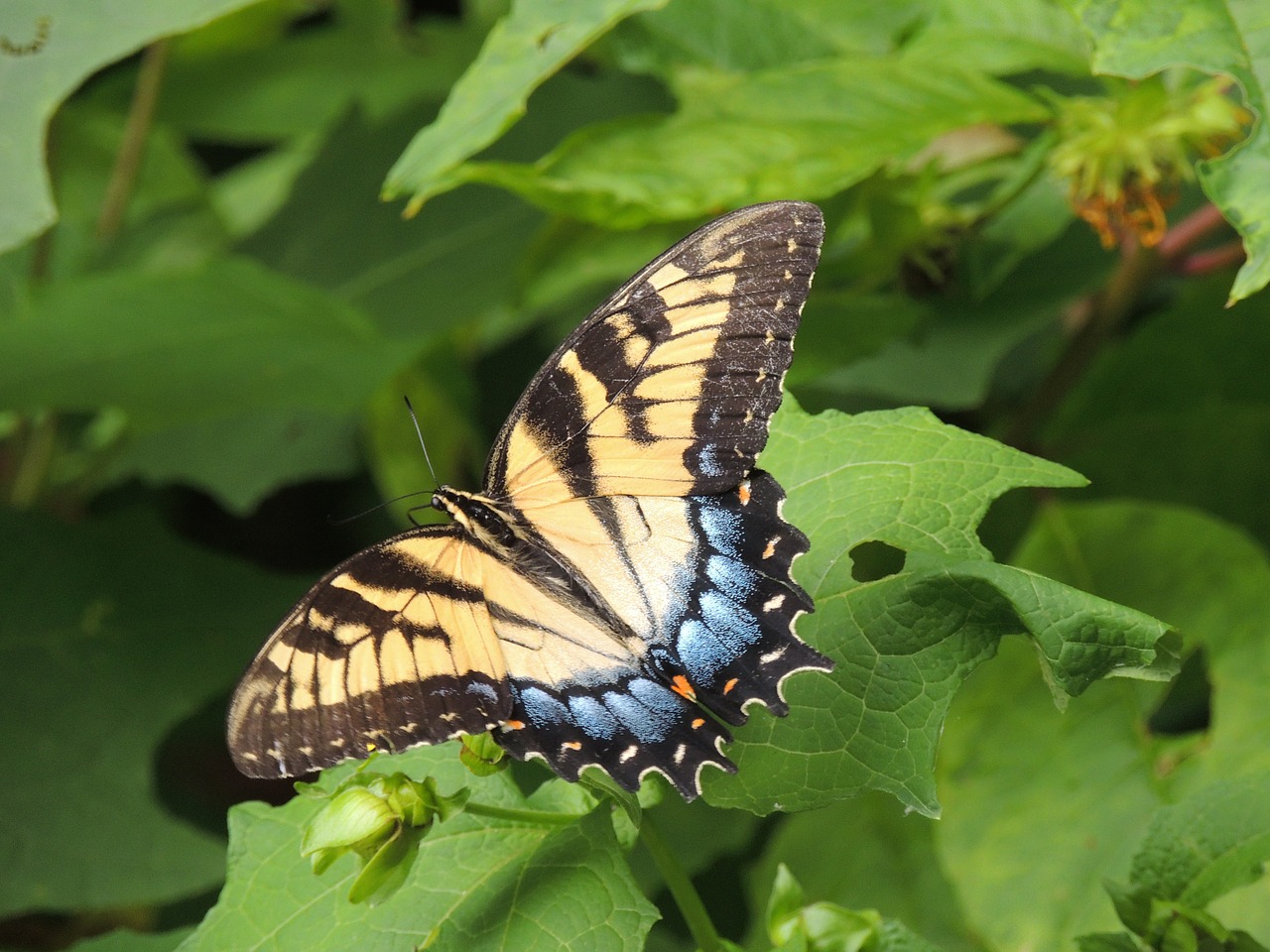 butterfly insect nature free photo