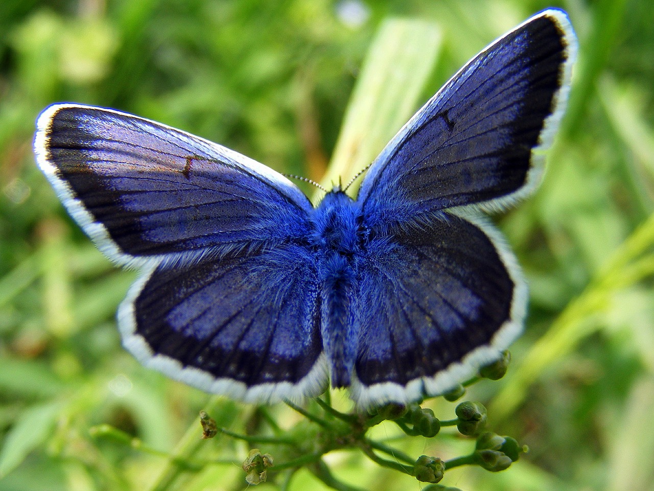 butterfly blue nature free photo