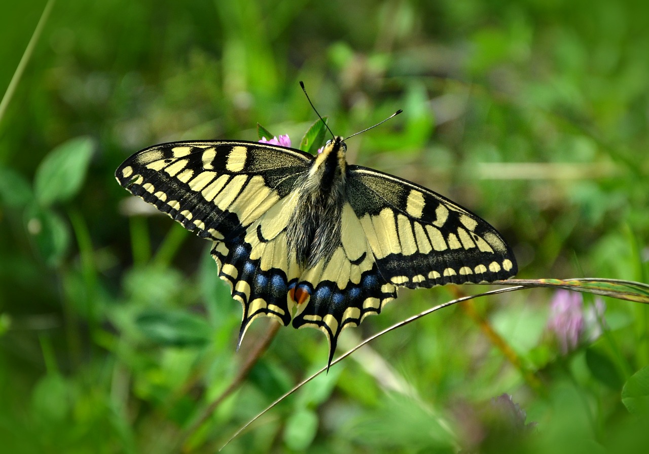 butterfly dovetail papilio machaon free photo