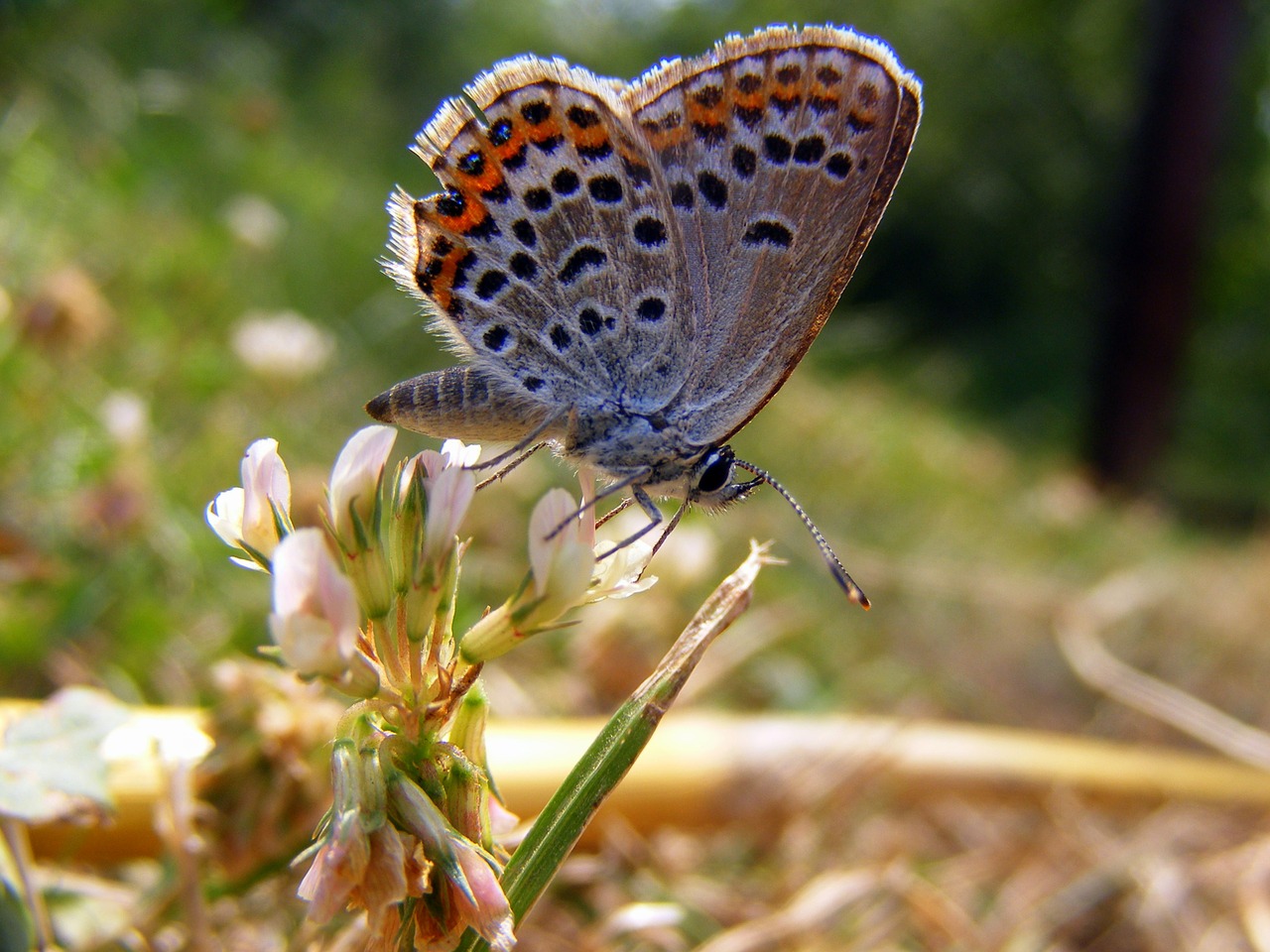 butterfly insecta grass free photo