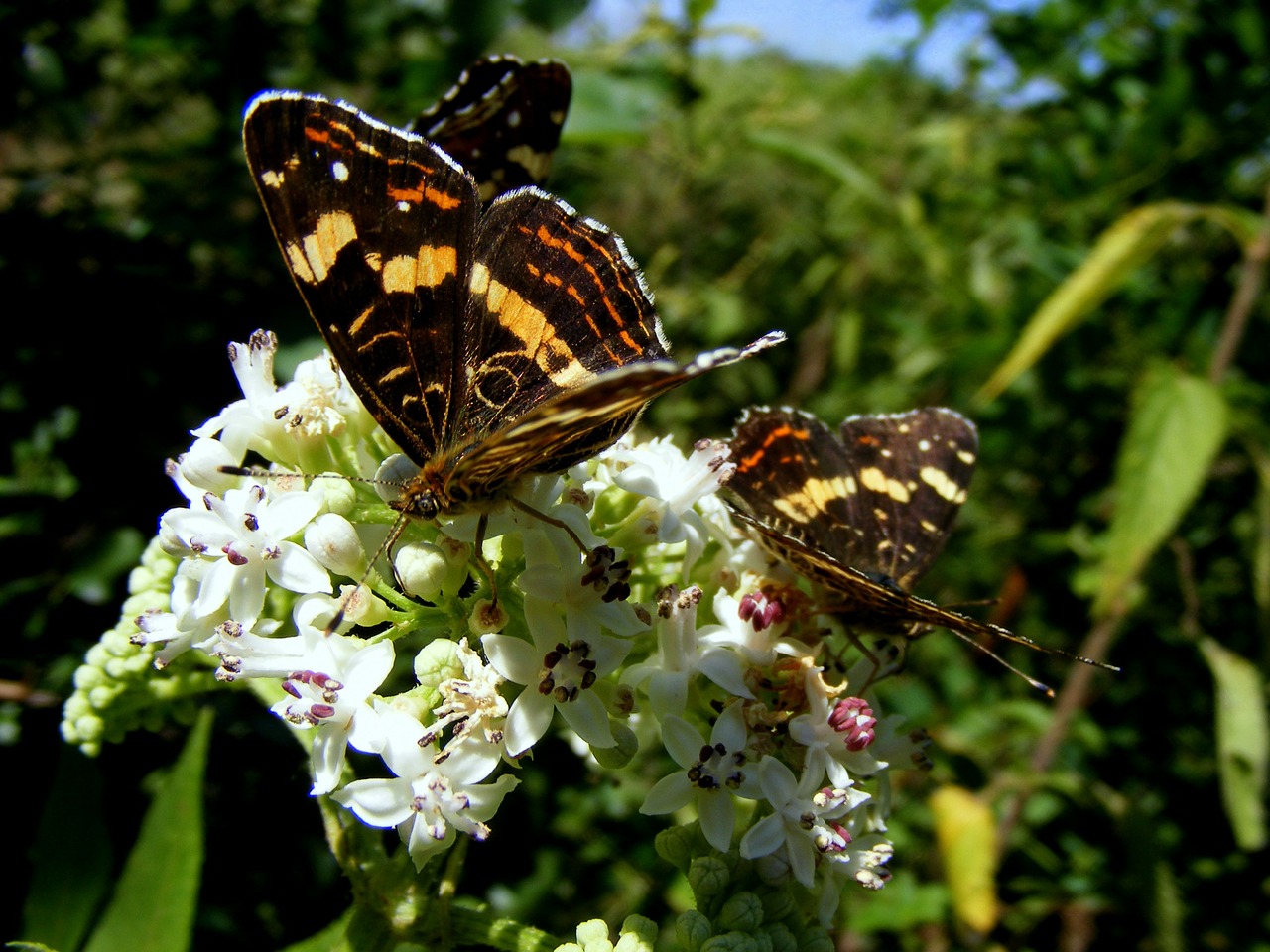 butterfly insecta grass free photo