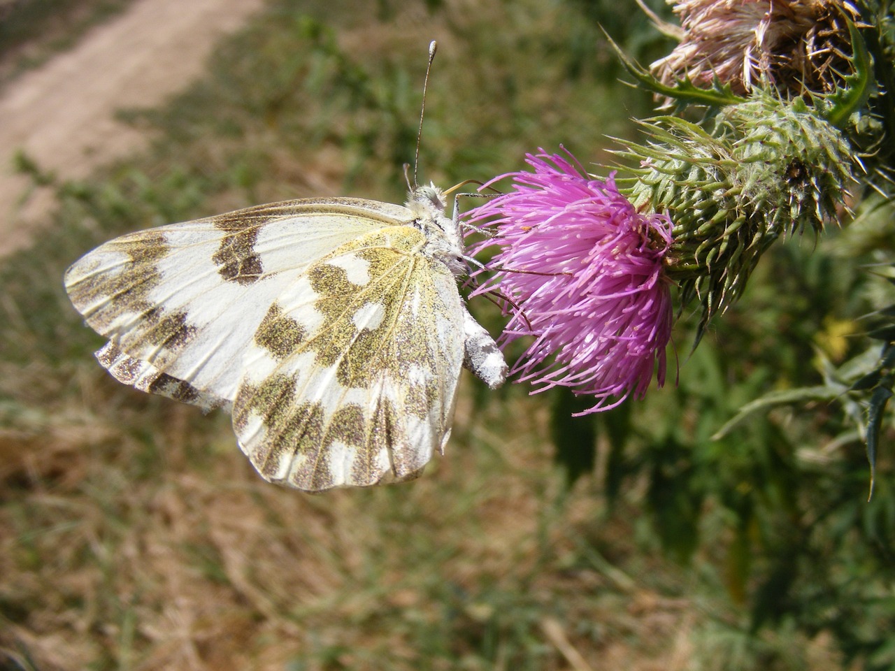 butterfly insecta grass free photo