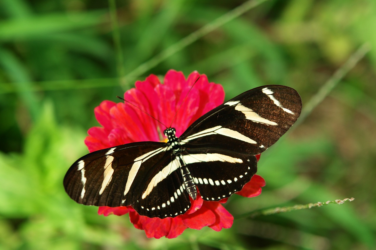 butterfly zinnia nature free photo