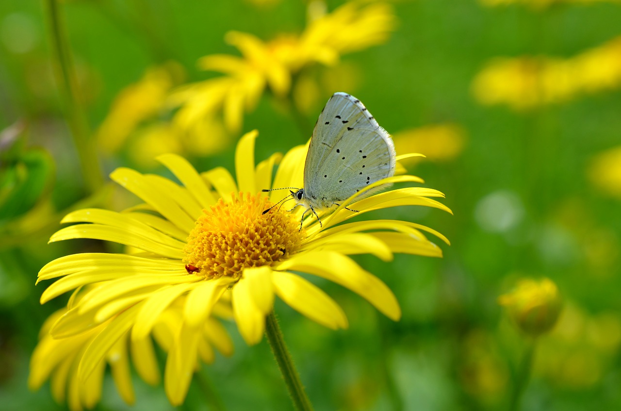 butterfly flower blossom free photo