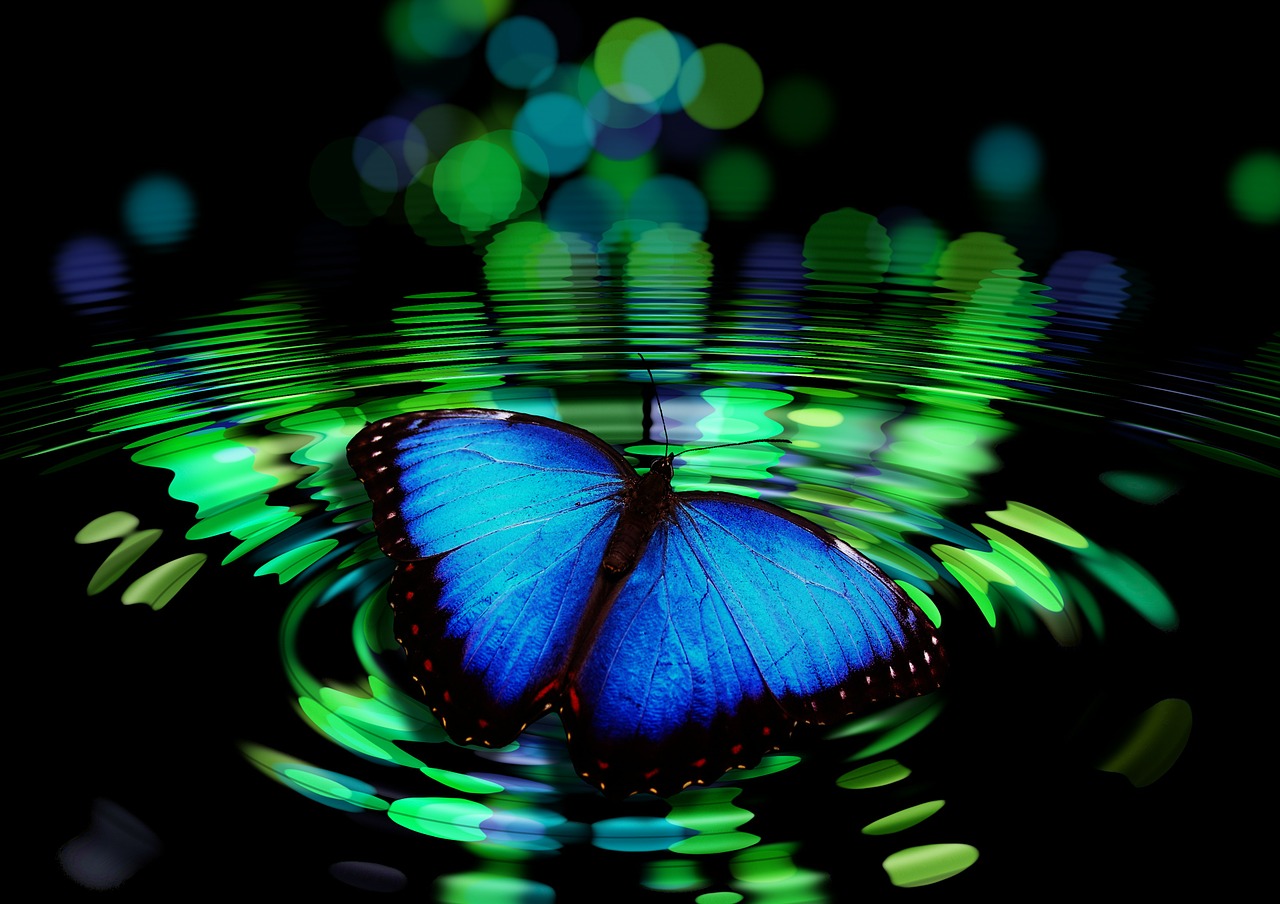 butterfly abstract wave free photo