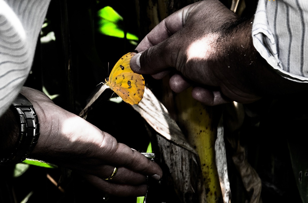 butterfly hand insect free photo