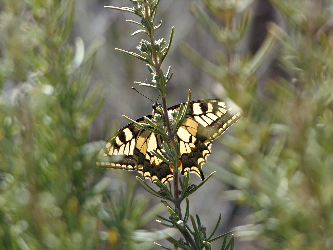 butterfly field butterfly wings free photo