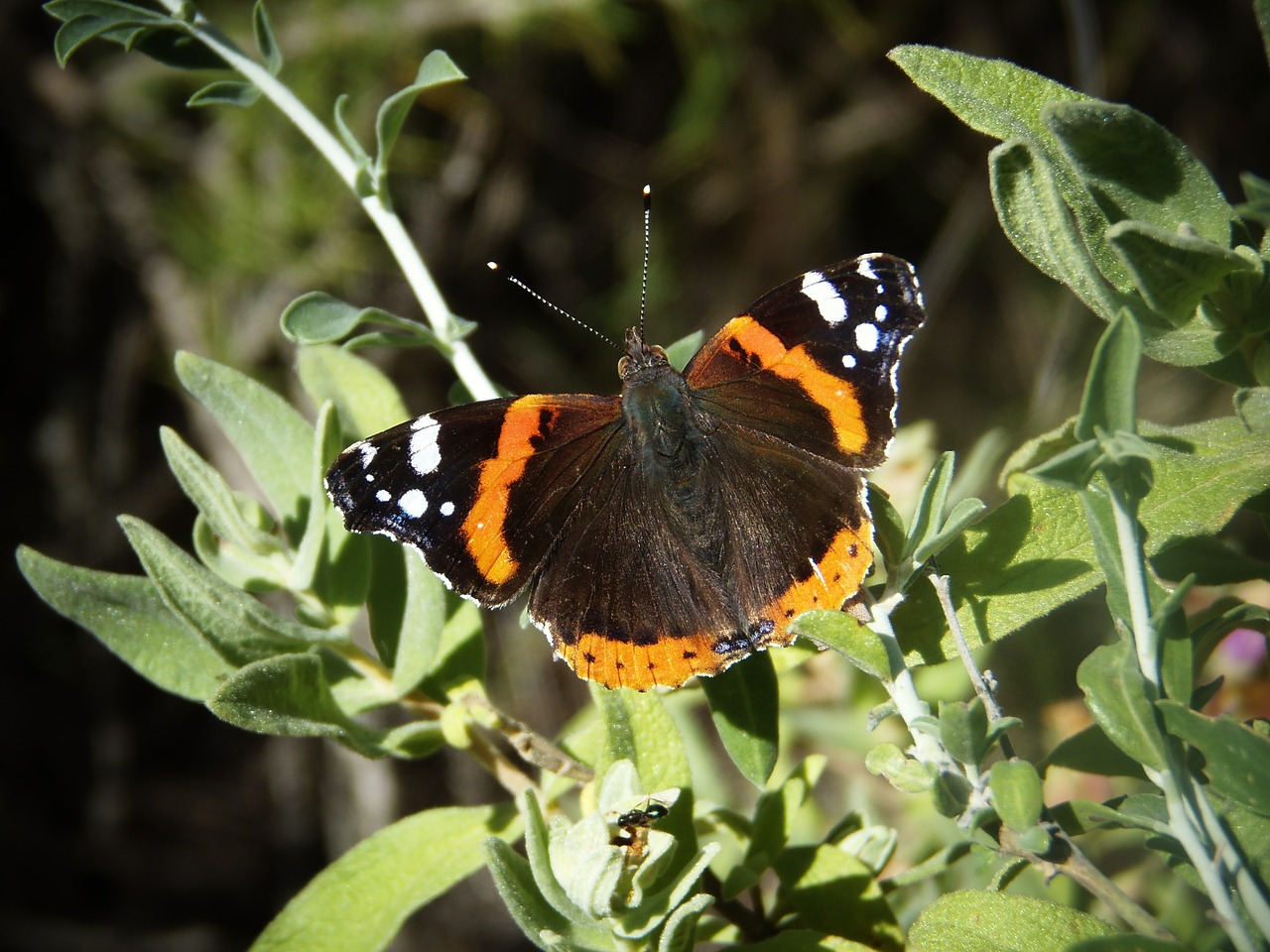 butterfly macro color free photo