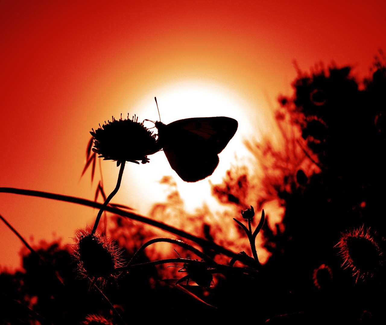 butterfly insect wing free photo