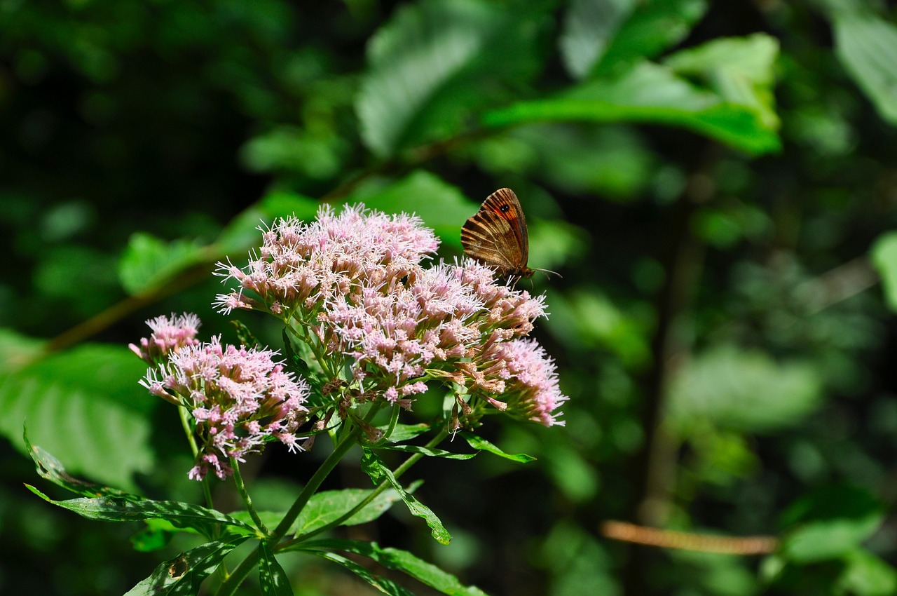 butterfly forest insect free photo