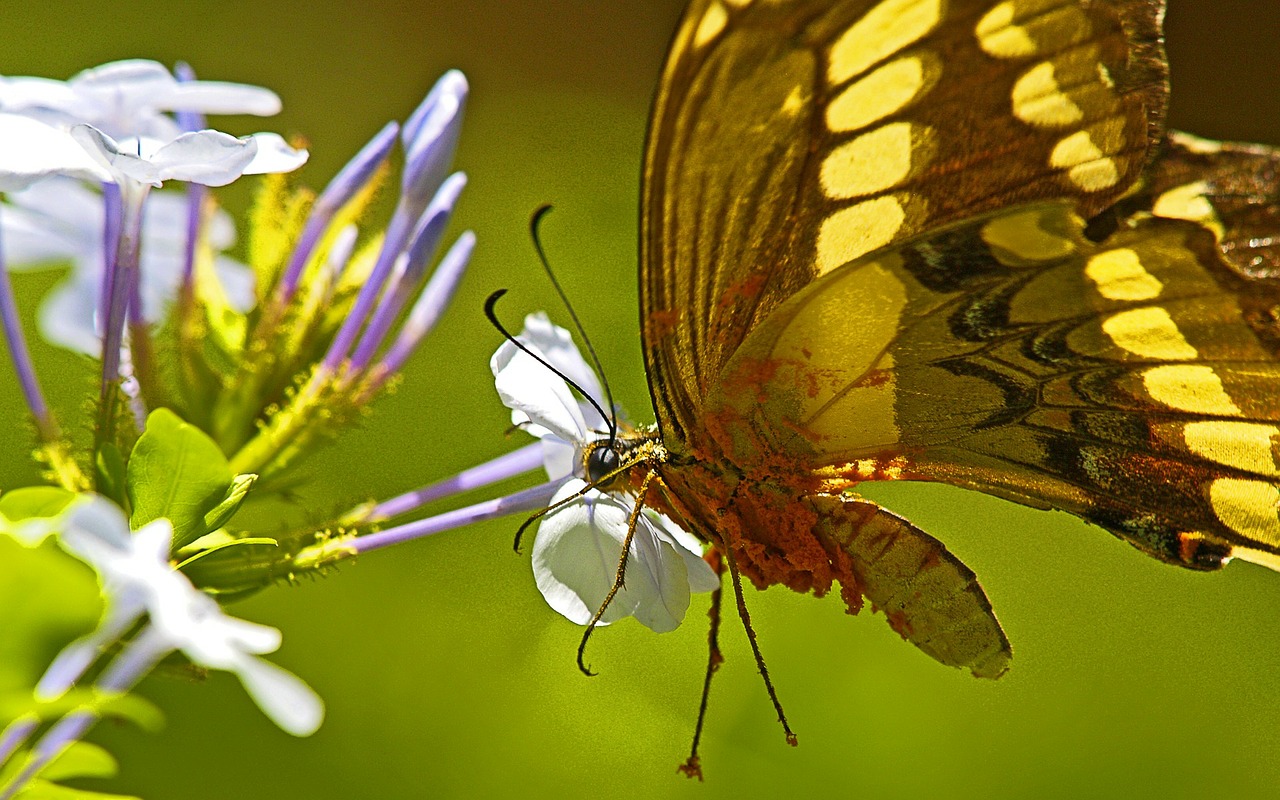 butterfly brazil iguacu free photo