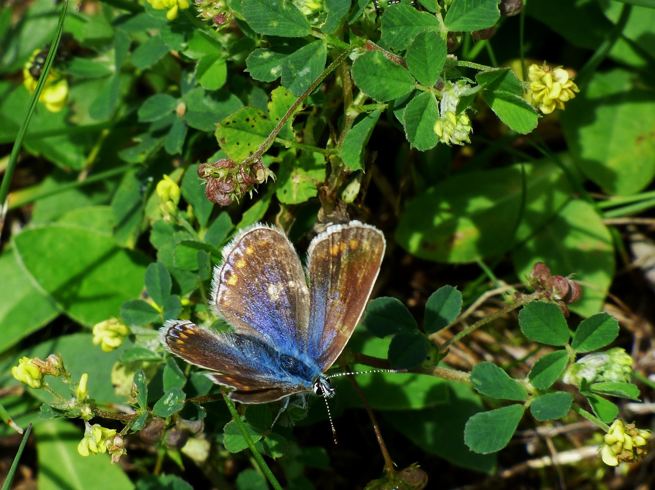 butterfly blue butterfly bug free photo