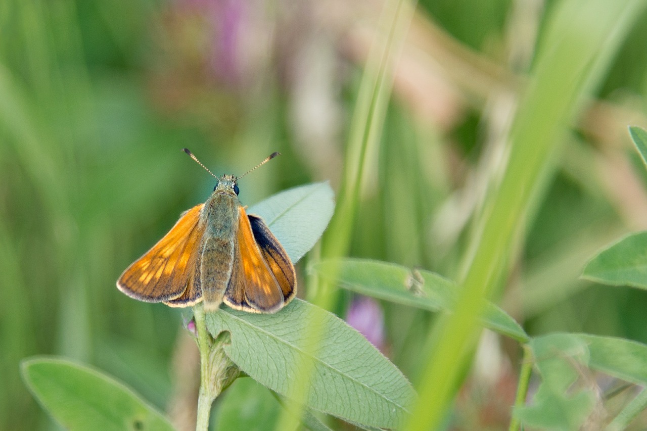 butterfly orange nature free photo