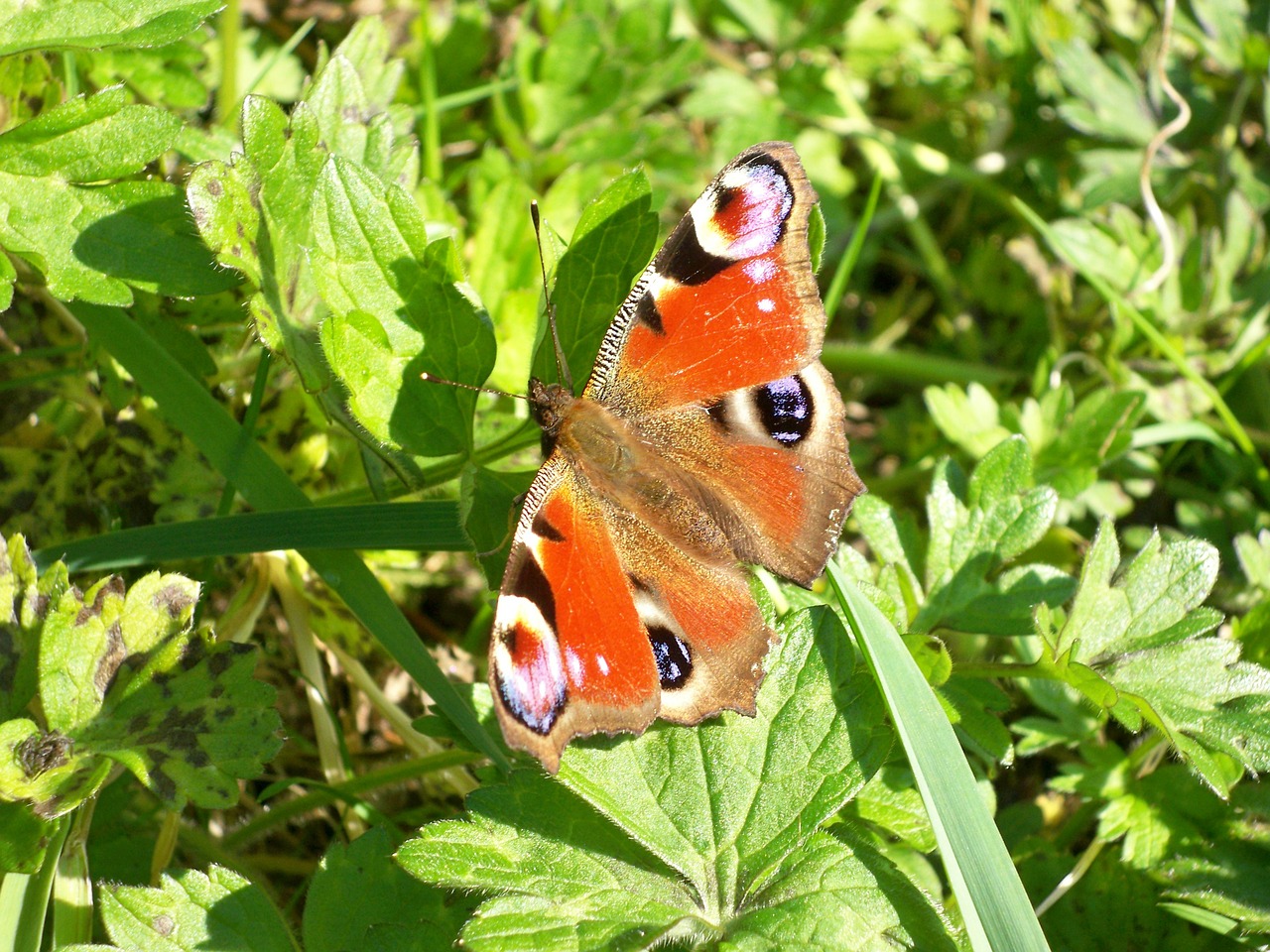 butterfly summer nature free photo