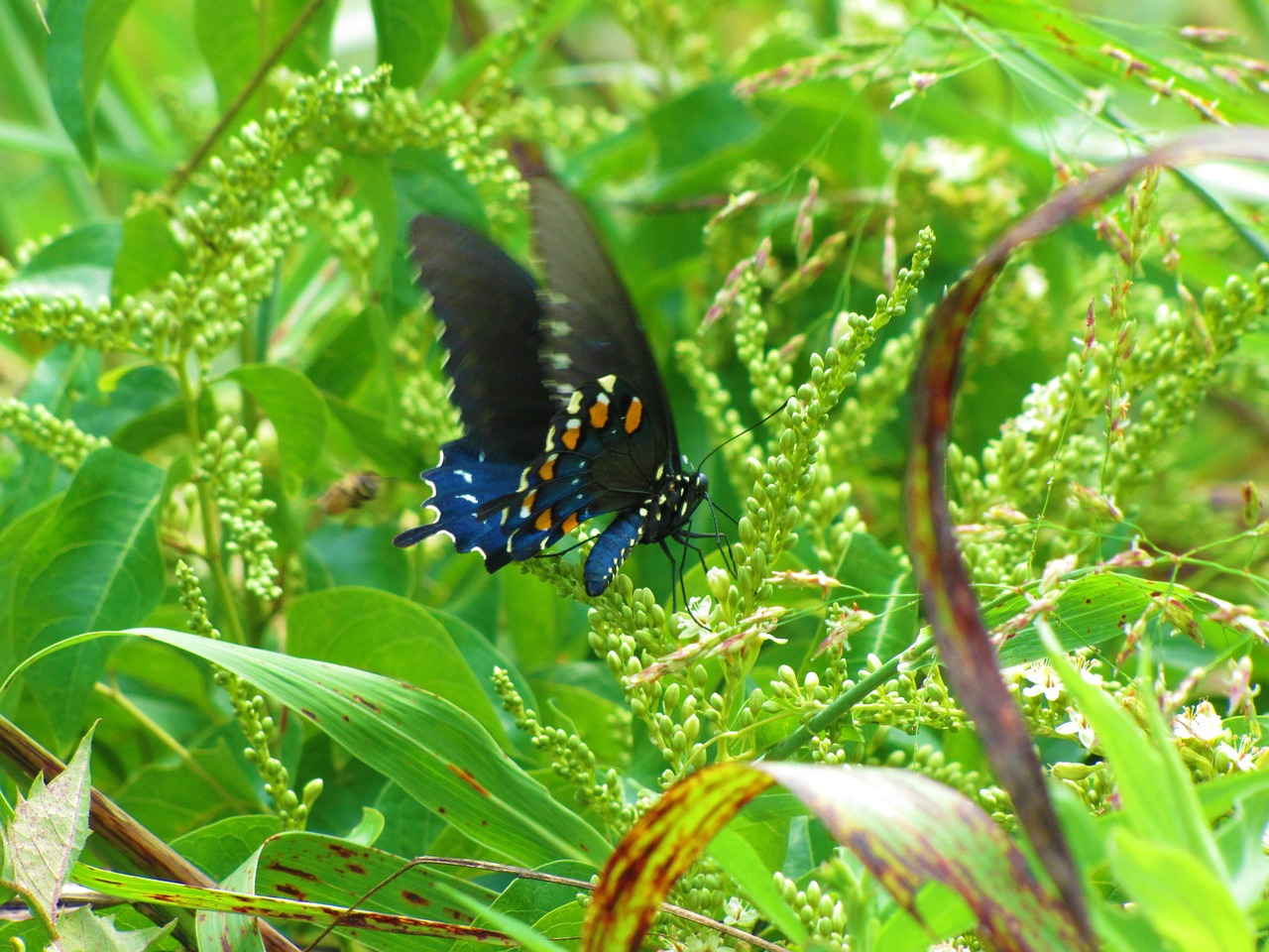 butterfly blue black free photo