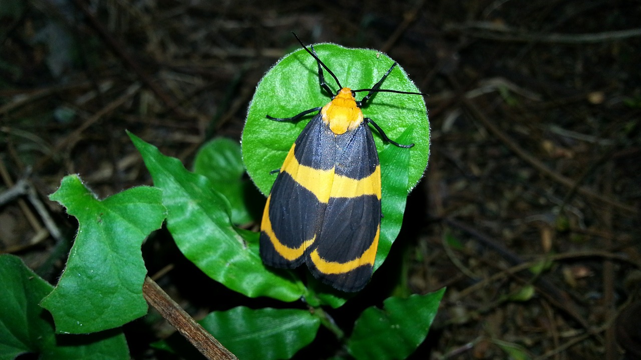 butterfly moth insect free photo