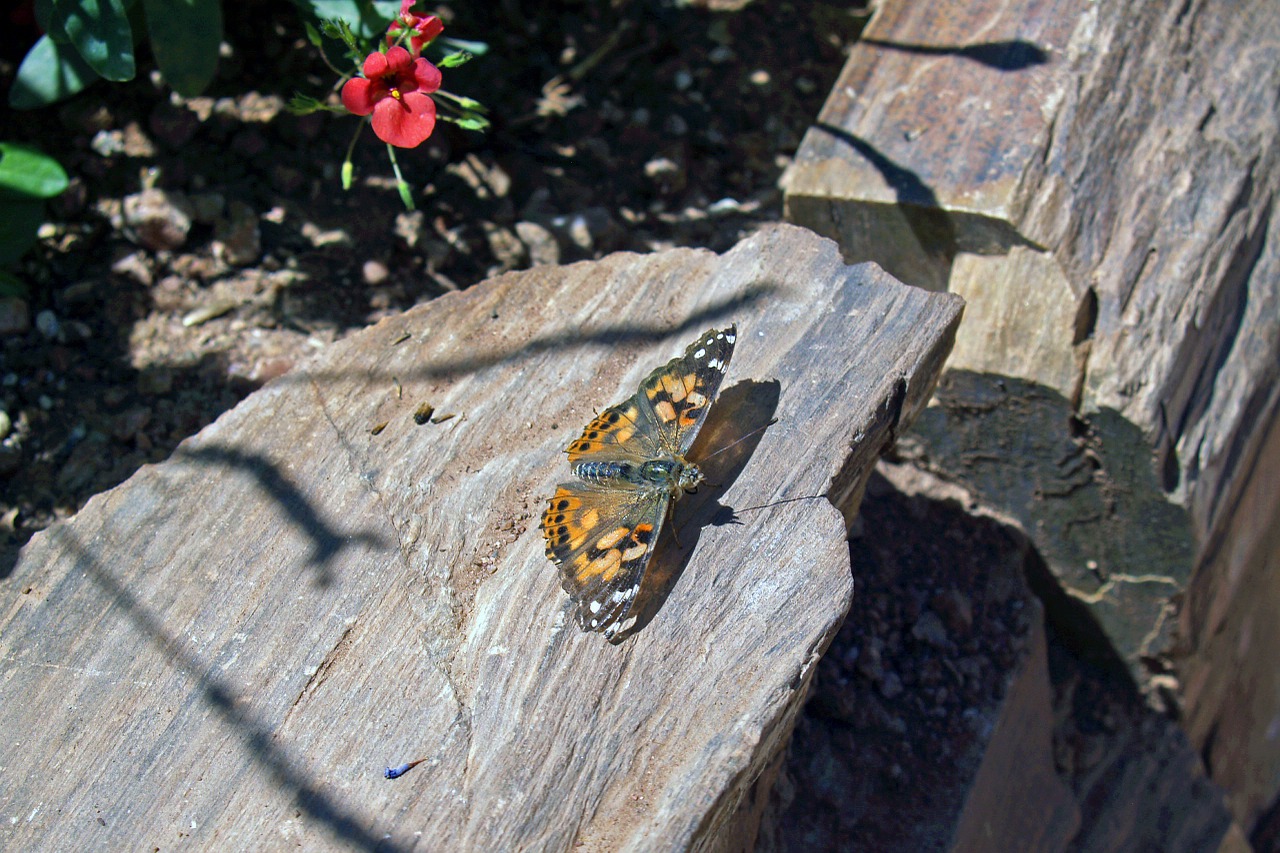 butterfly rock nature free photo