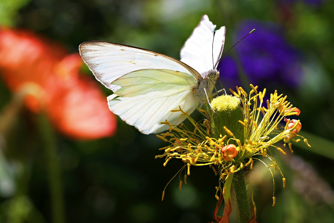 butterfly flower colorful free photo