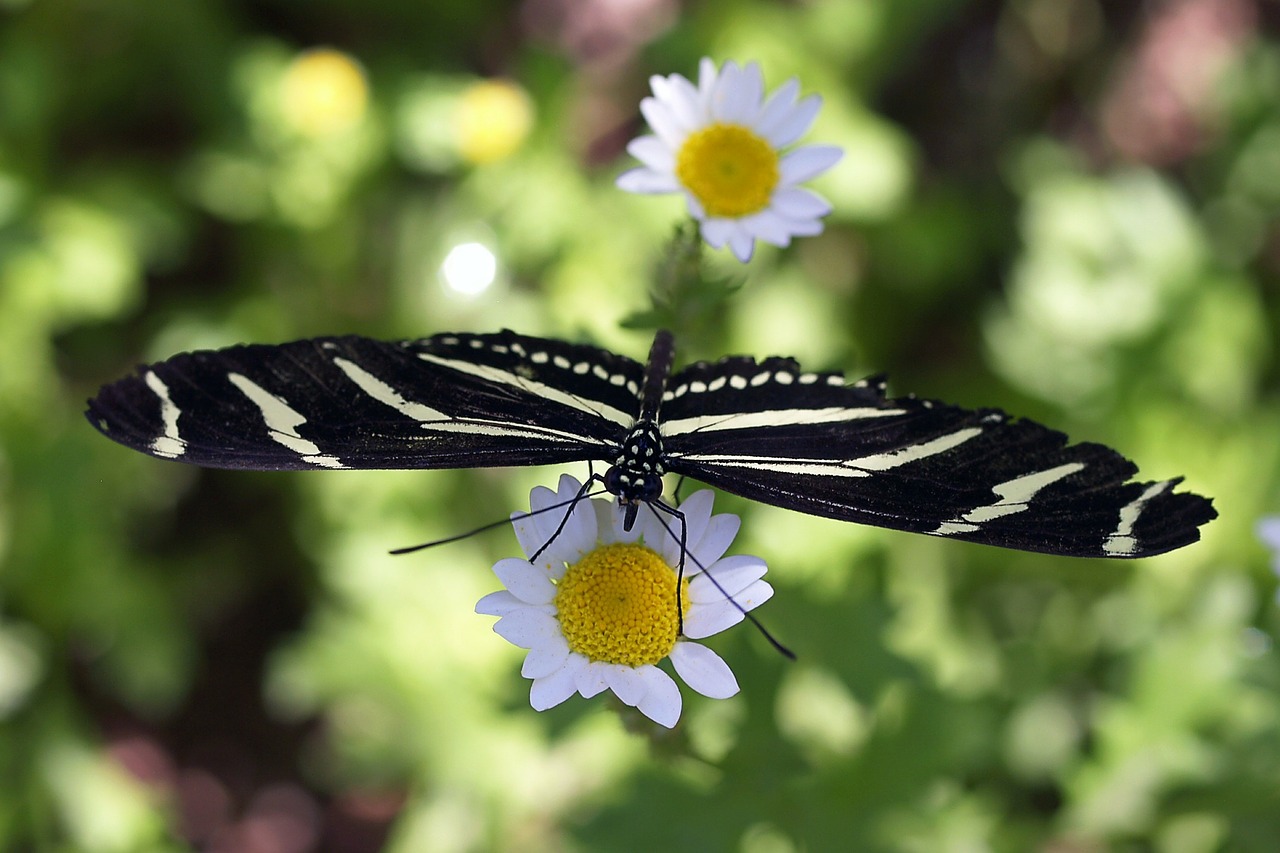 butterfly flowers daisy free photo