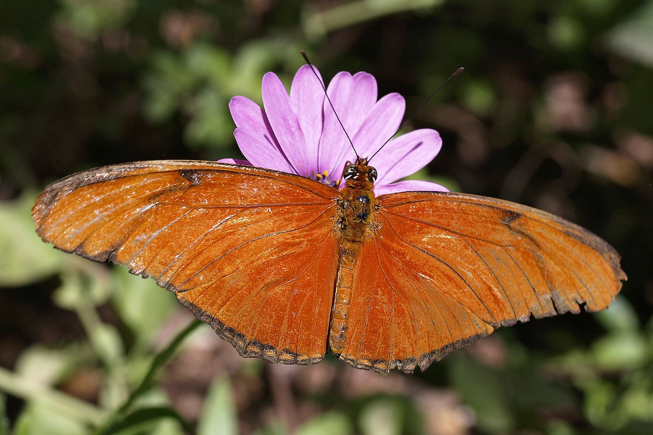 butterfly orange flower free photo