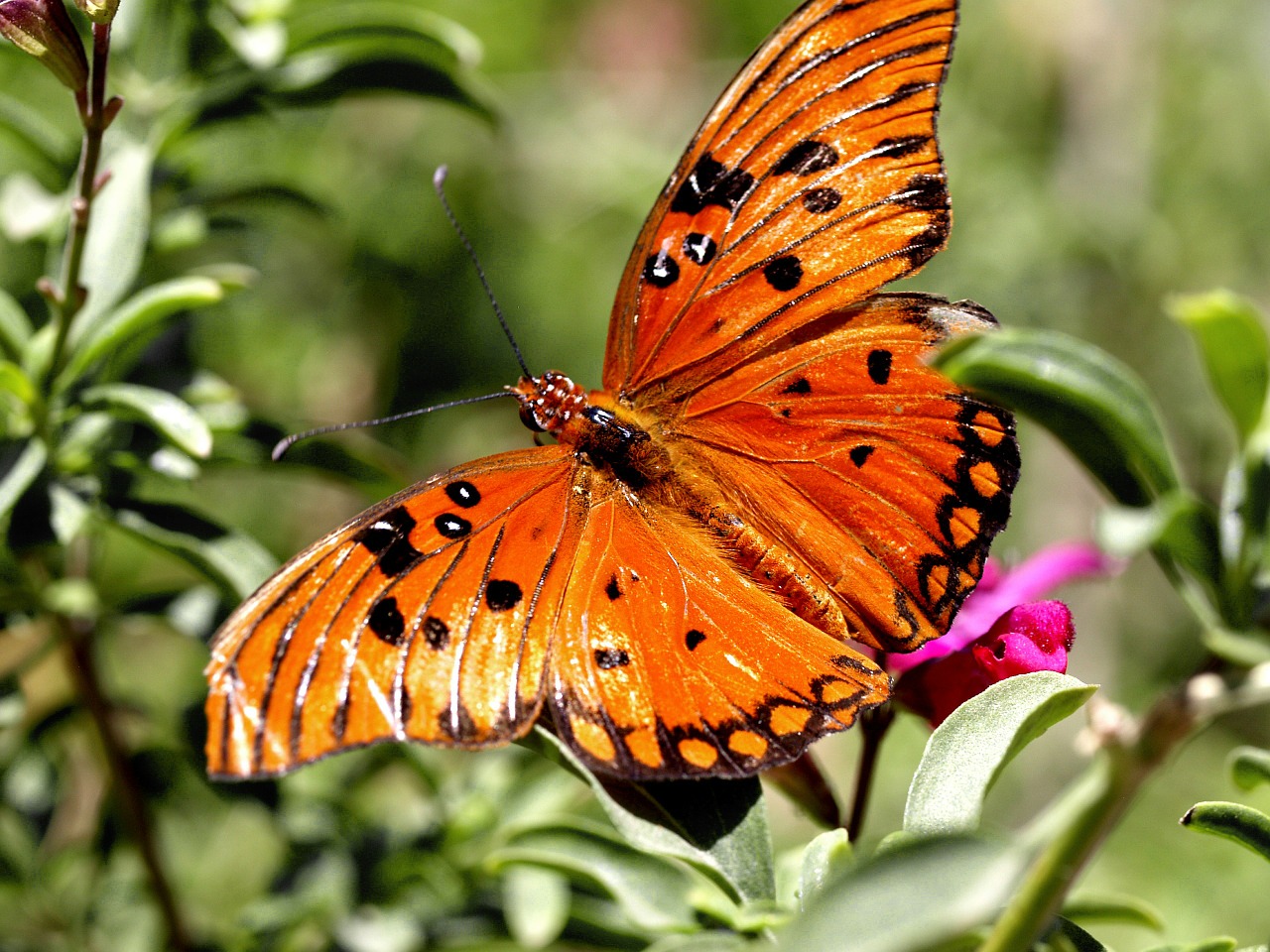butterfly insect orange free photo