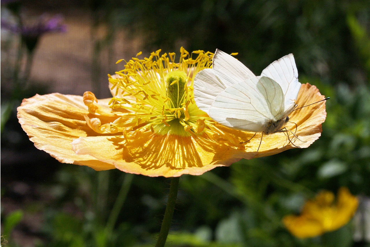 butterfly white insect free photo