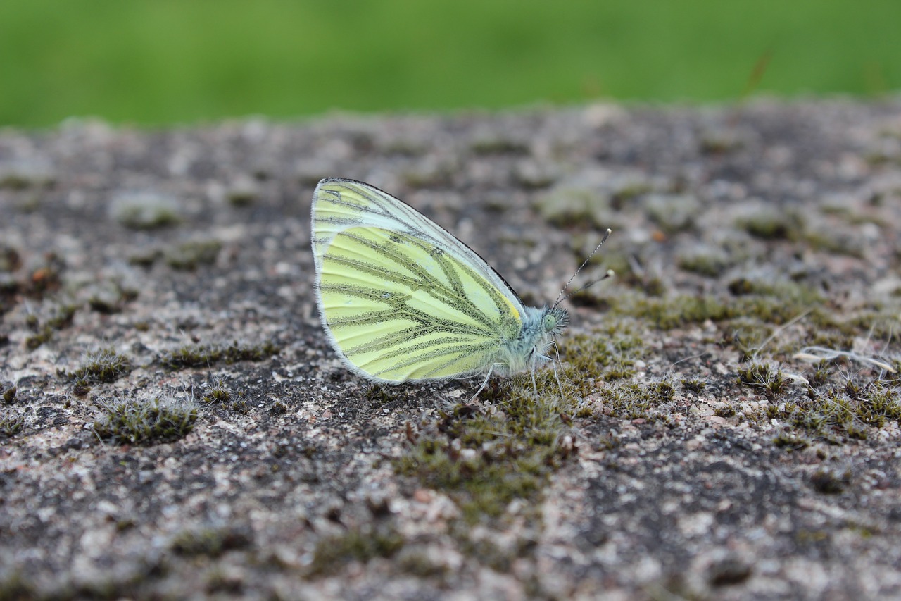 butterfly nature insect free photo