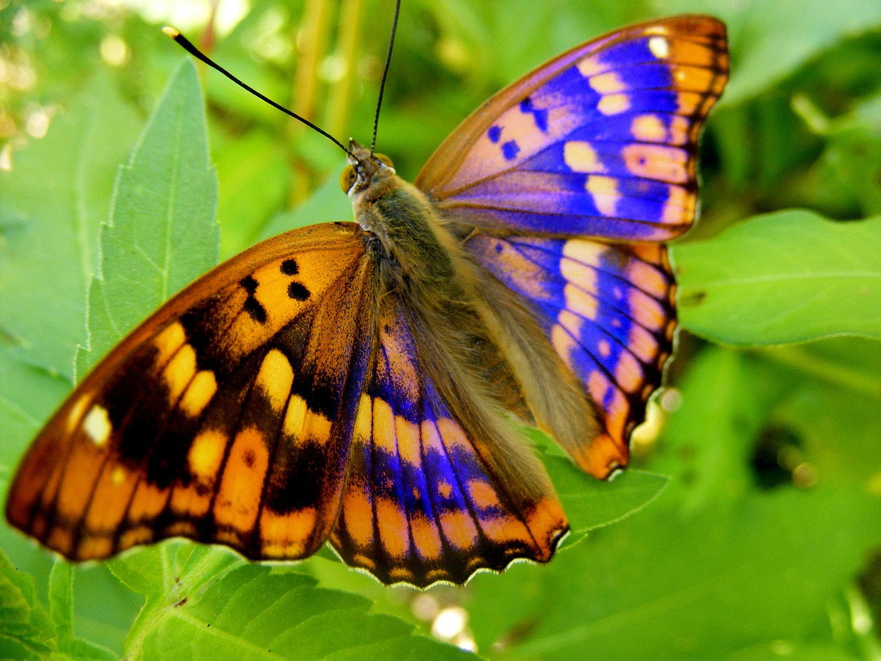 butterfly yellow blue free photo