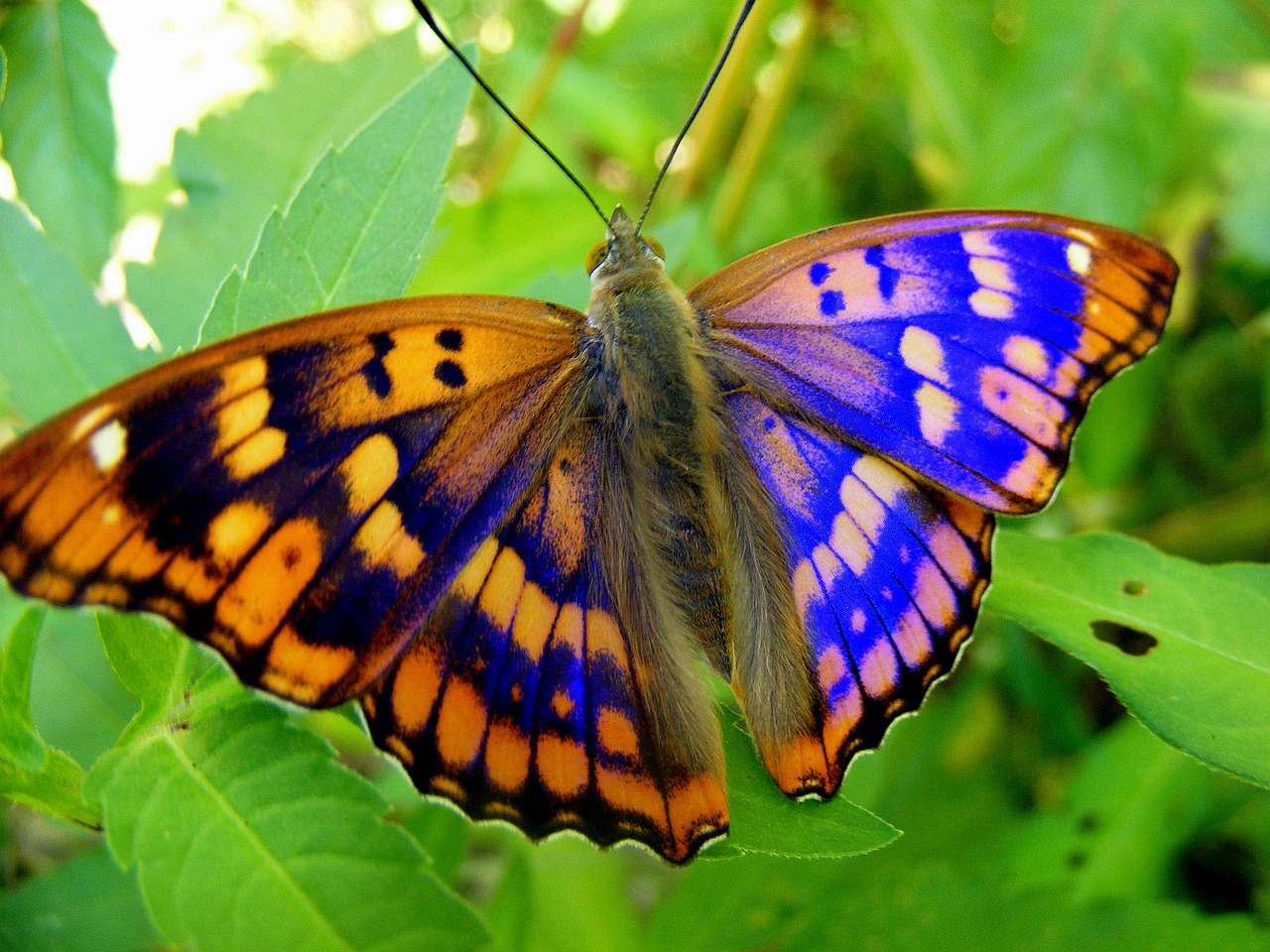 butterfly yellow blue free photo