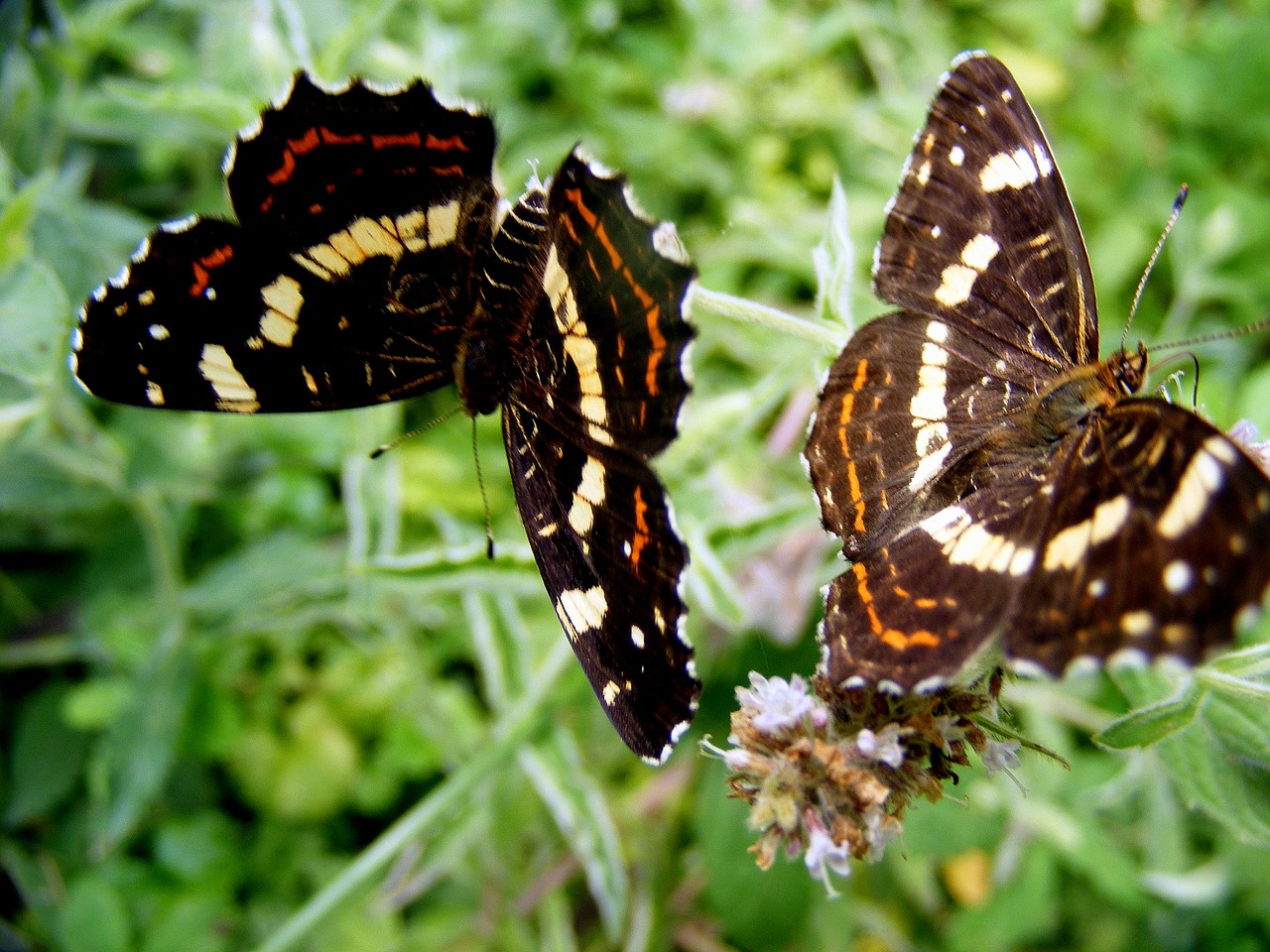 butterfly brown leaf free photo