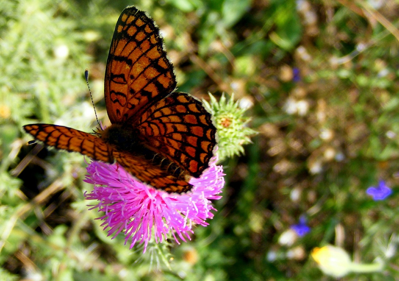 butterfly brown yellow free photo