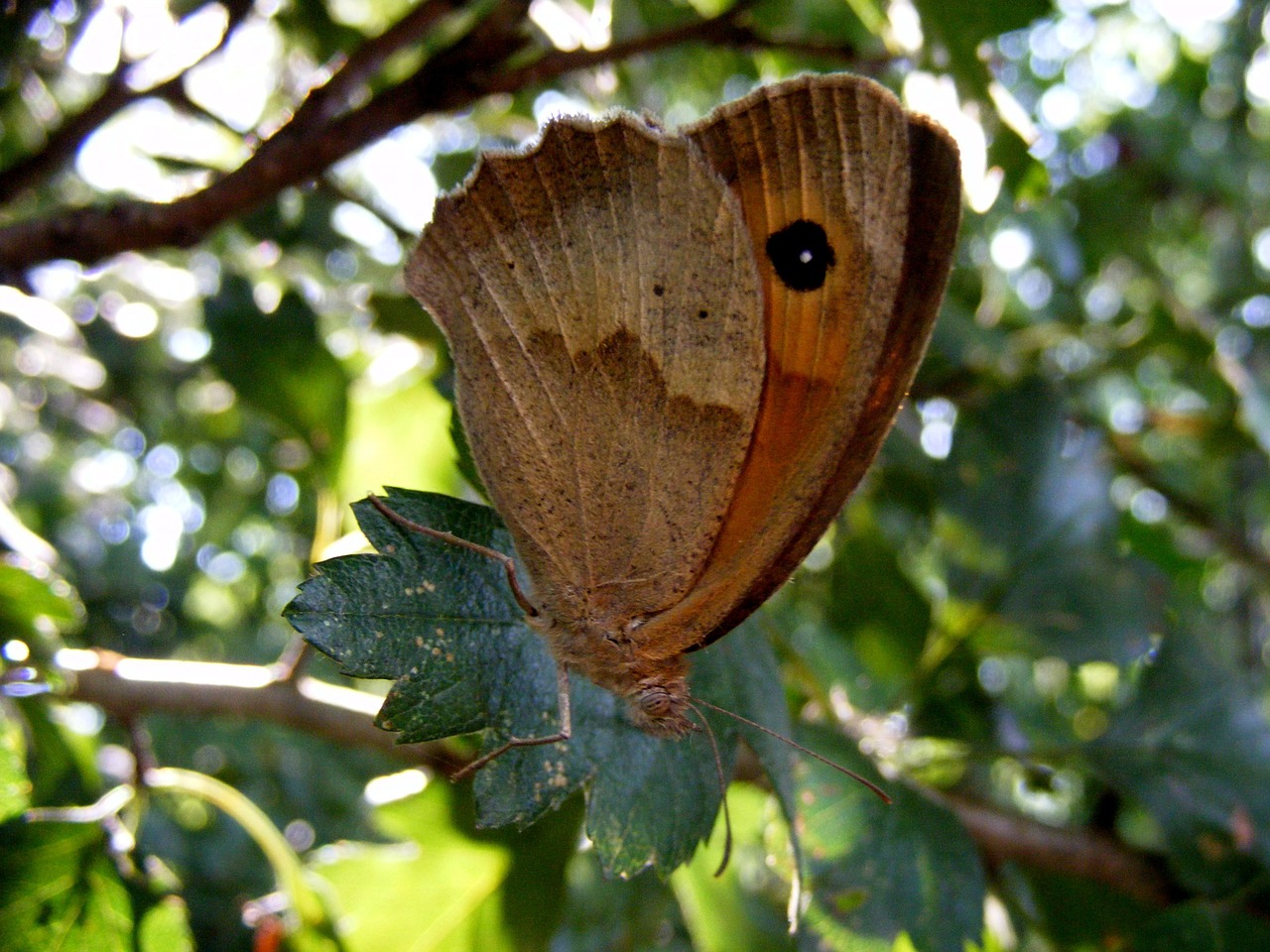 butterfly brown leaf free photo