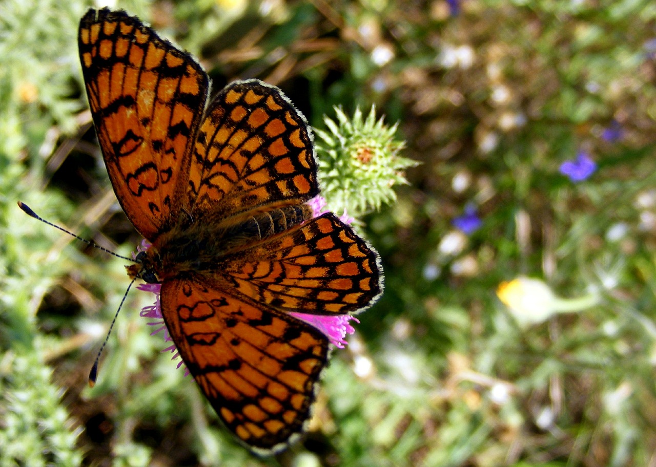 butterfly brown yellow free photo