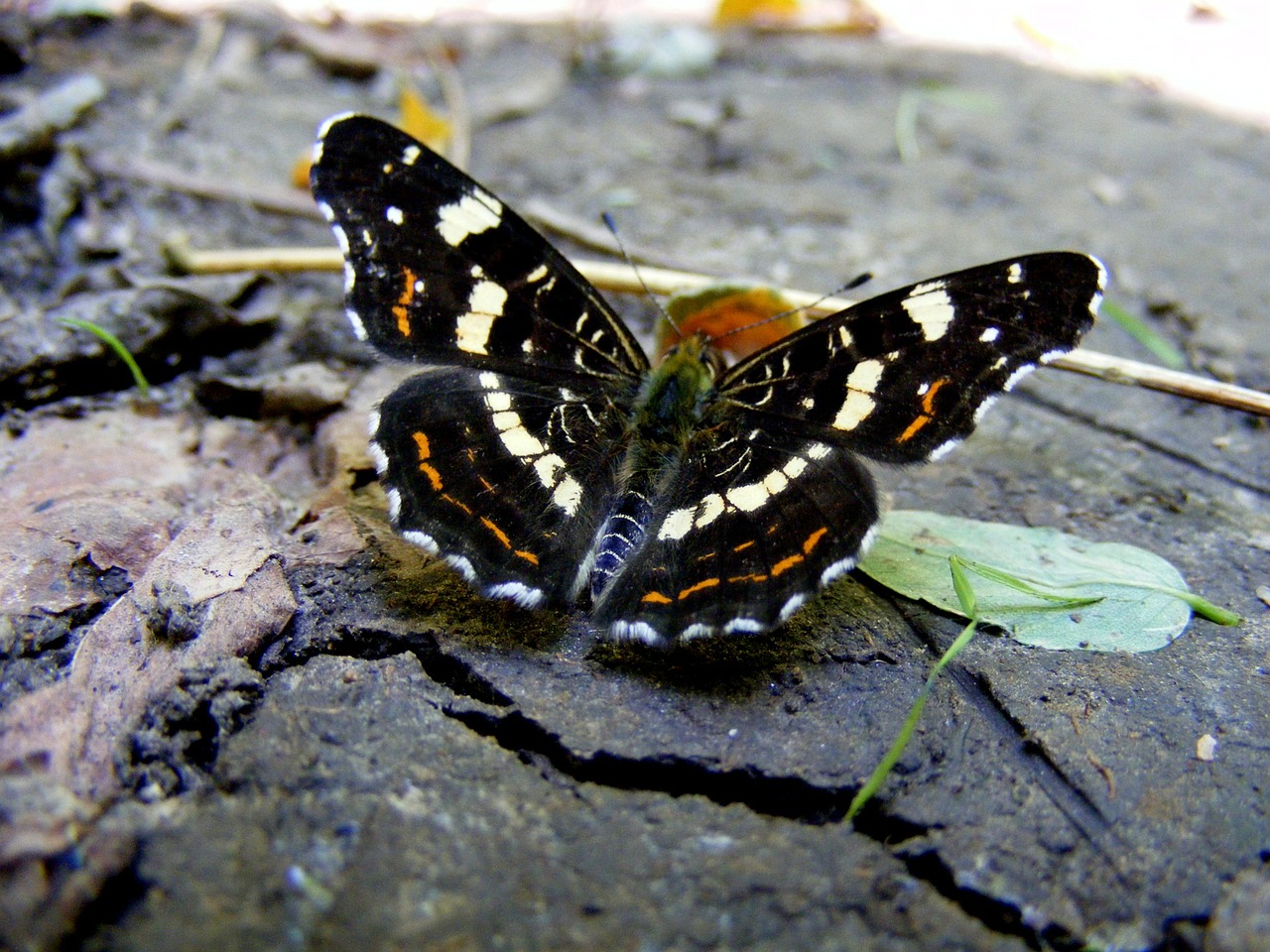 butterfly ground nature free photo