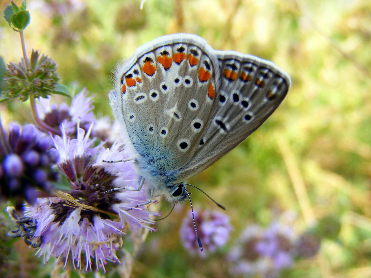 butterfly blue flower free photo