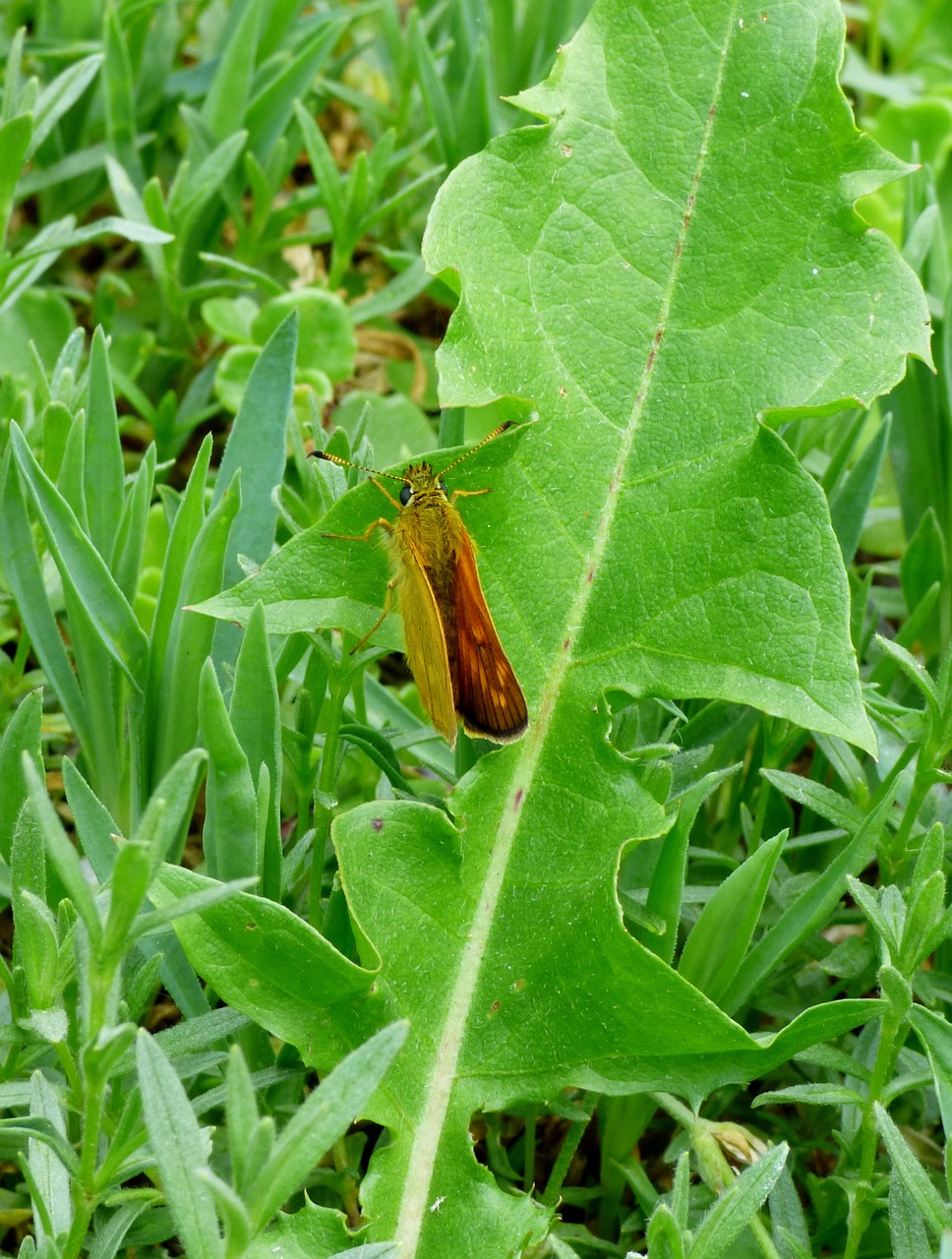 butterfly brown butterfly bug free photo