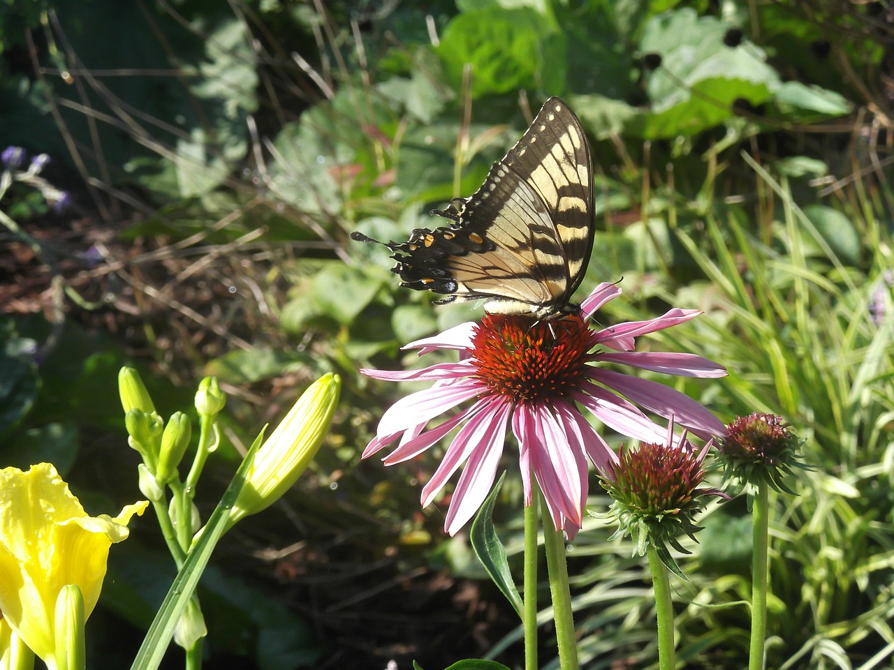 butterfly flower nature free photo