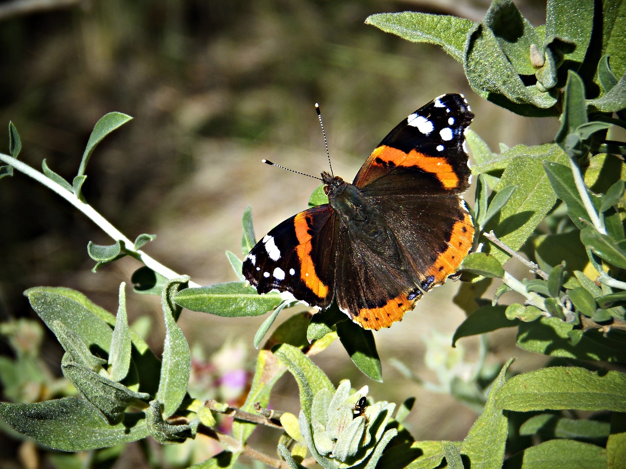 butterfly mediterranean wings free photo