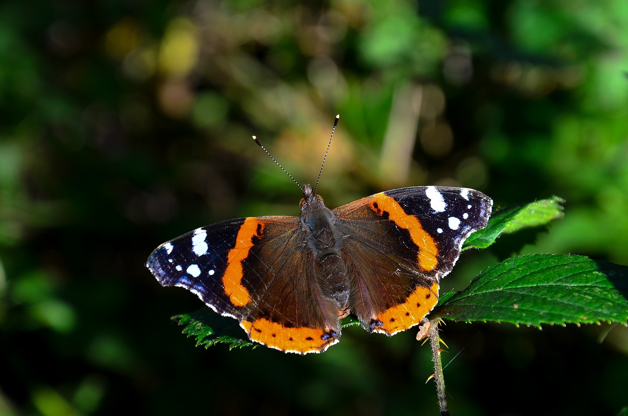 butterfly summer spring free photo